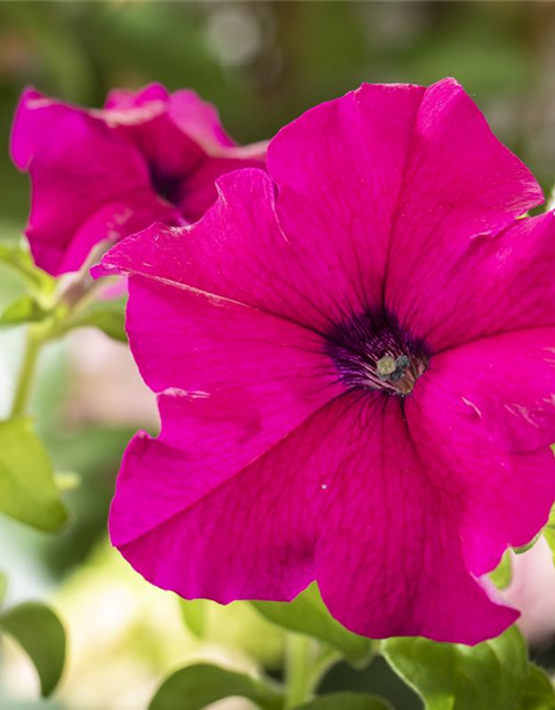 Petunia Hybriden hängend