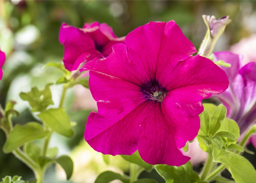 Petunia Hybriden hängend