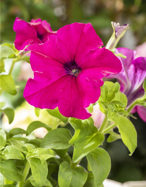 Petunia Hybriden hängend