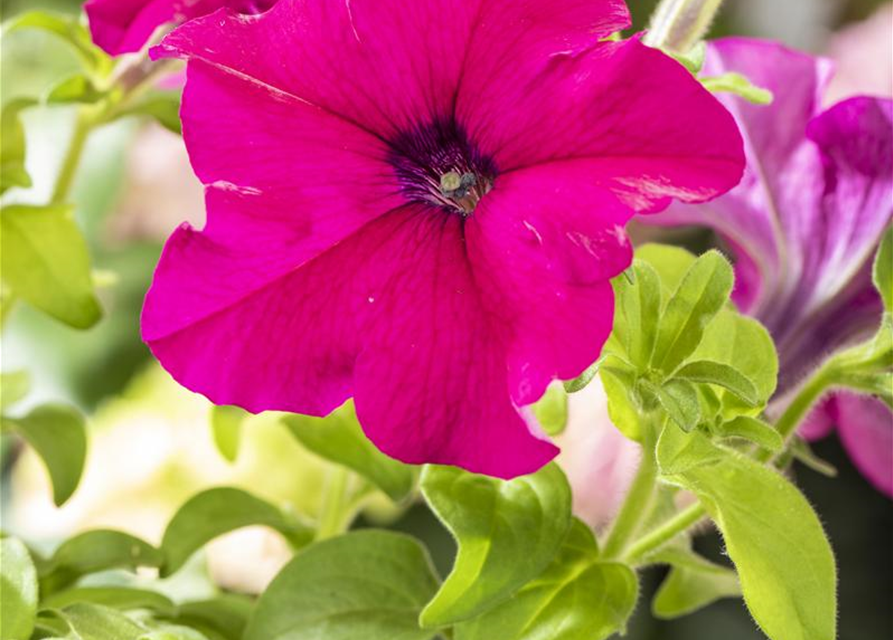 Petunia Hybriden hängend