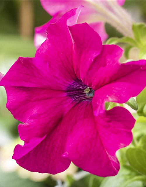 Petunia Hybriden hängend