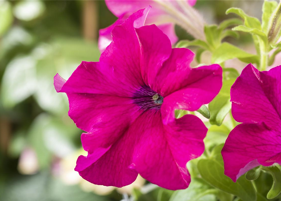 Petunia Hybriden hängend