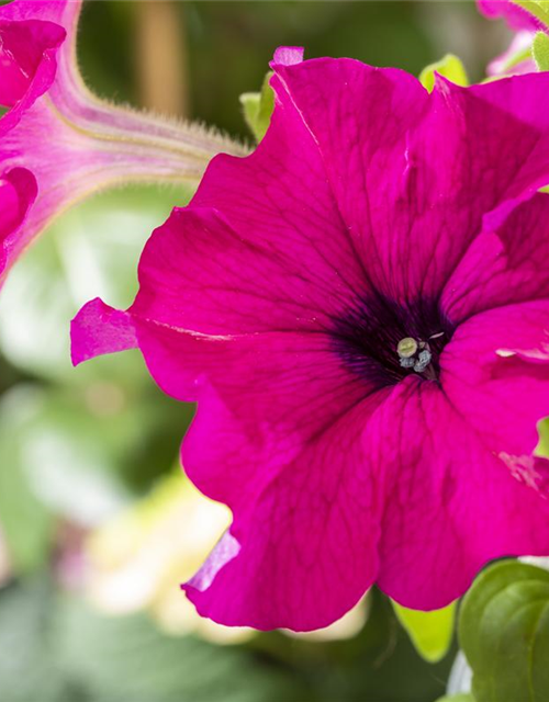 Petunia Hybriden hängend