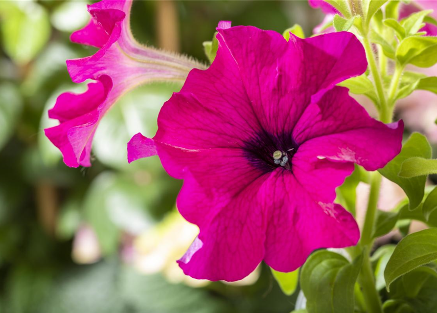 Petunia Hybriden hängend