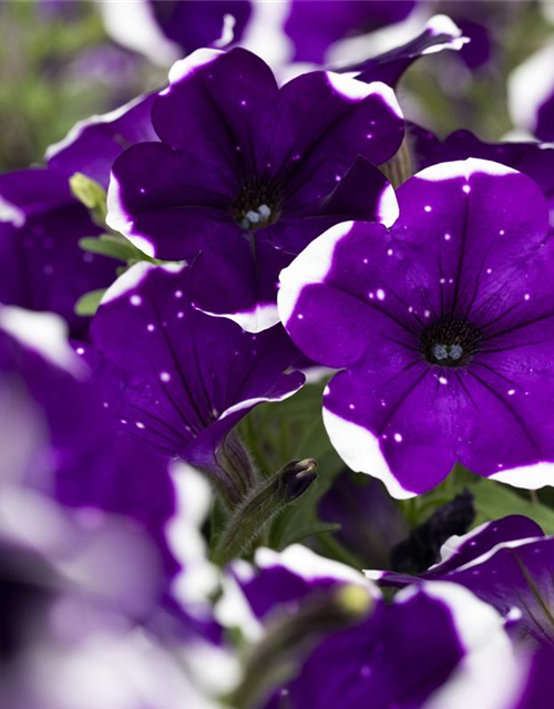 Petunia Hybriden hängend