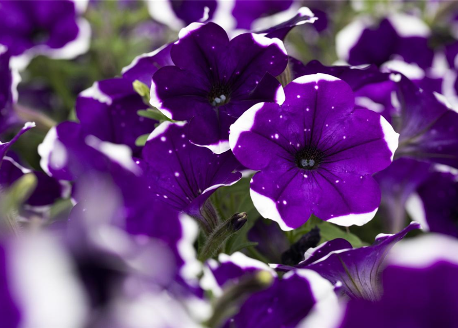 Petunia Hybriden hängend