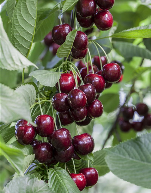 Prunus avium Satin