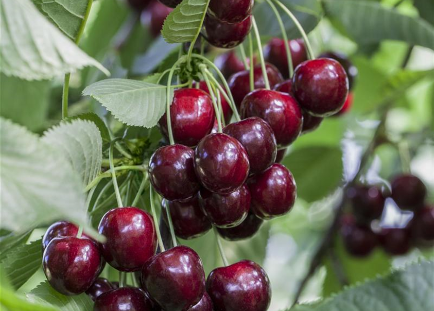 Prunus avium Satin