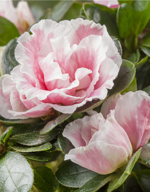 Rhododendron simsii Mini