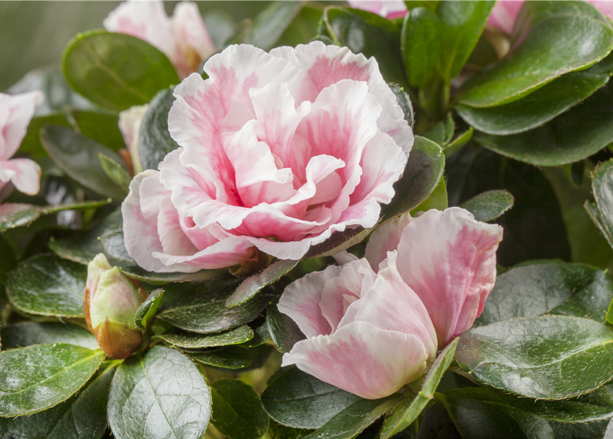 Rhododendron simsii Mini