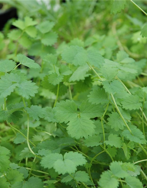 Sanguisorba minor