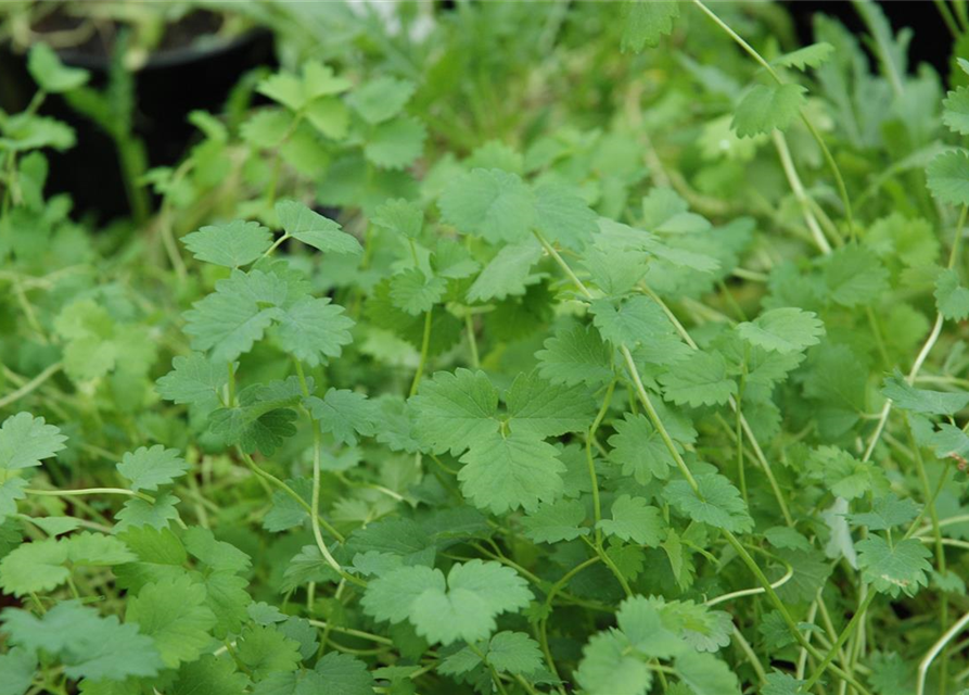 Sanguisorba minor