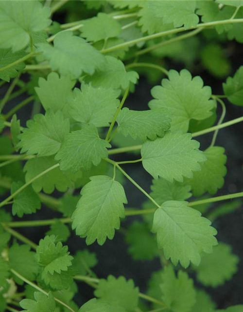 Sanguisorba minor