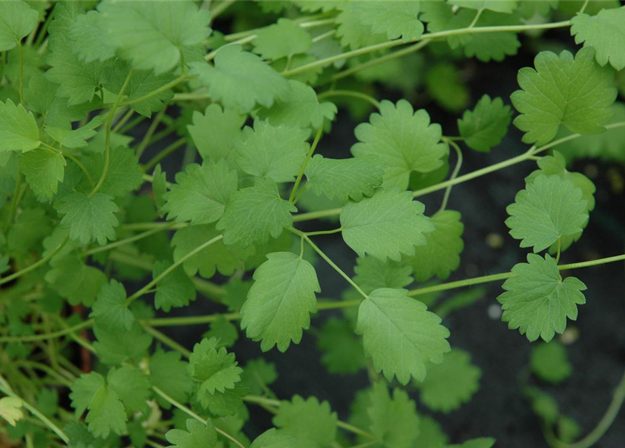 Sanguisorba minor