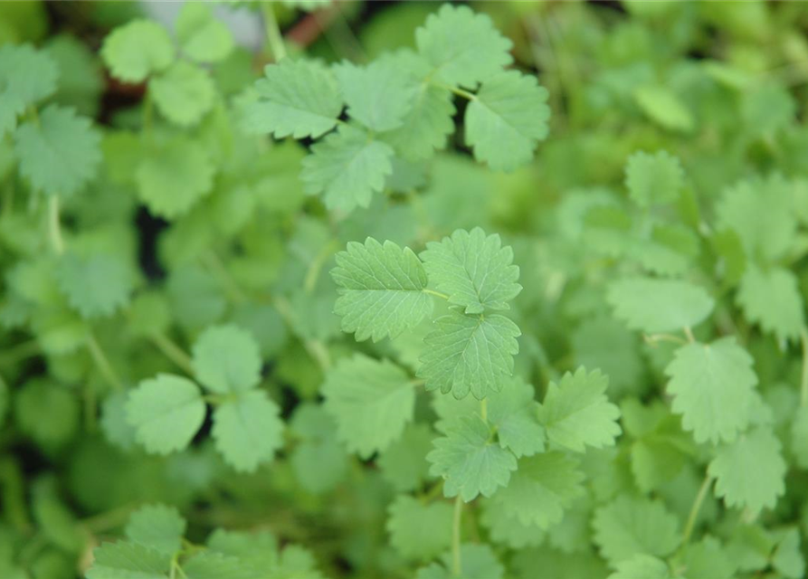 Sanguisorba minor