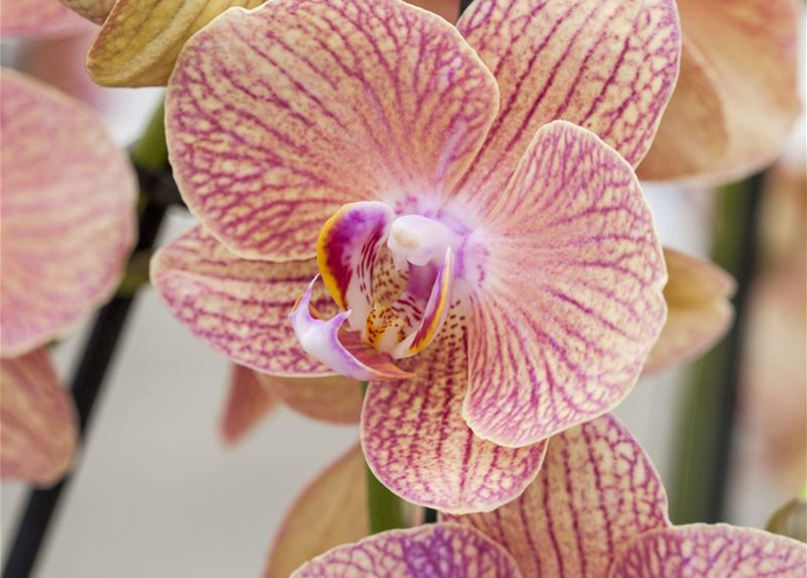 Phalaenopsis Midi Optiflor