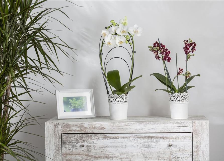 Phalaenopsis