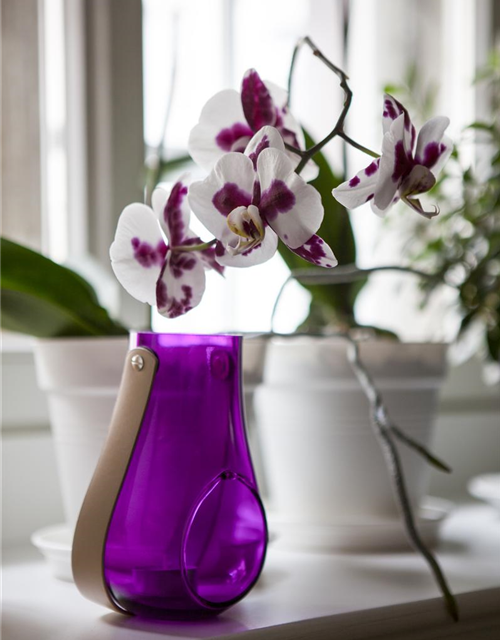 Phalaenopsis