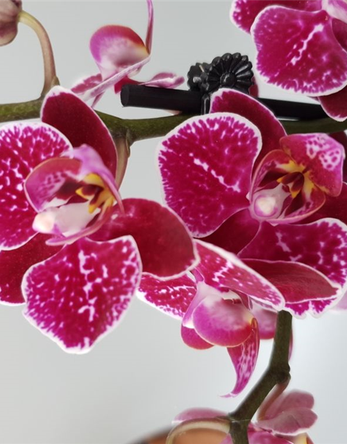 Phalaenopsis Asian Bubbles