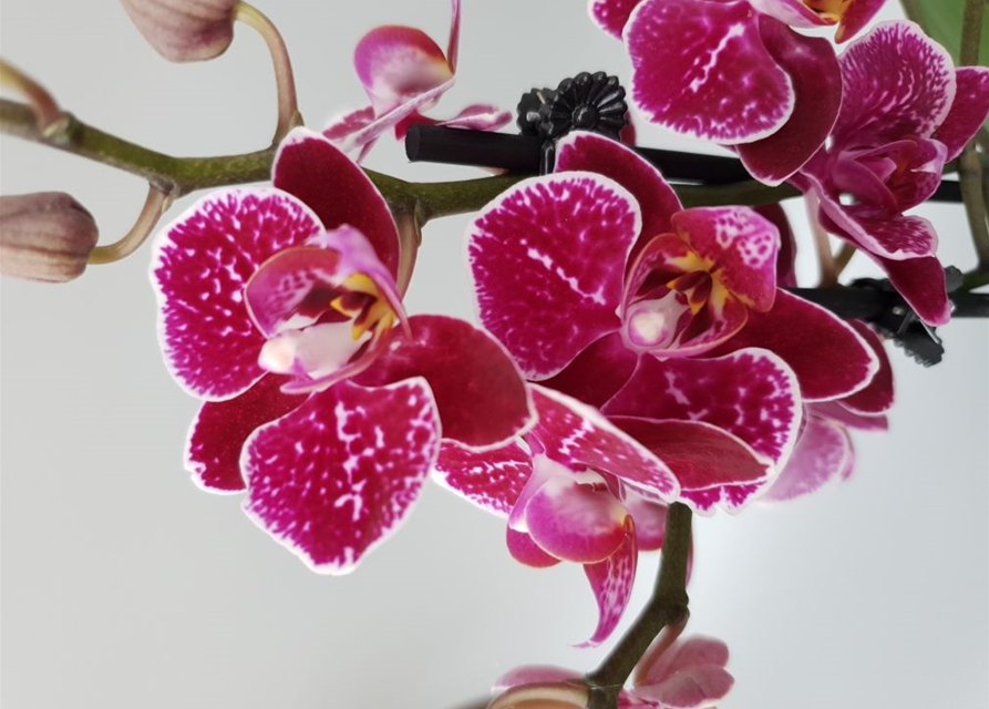 Phalaenopsis Asian Bubbles