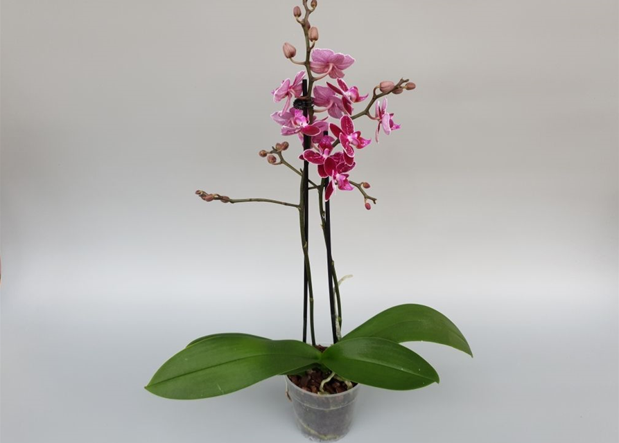 Phalaenopsis Asian Bubbles