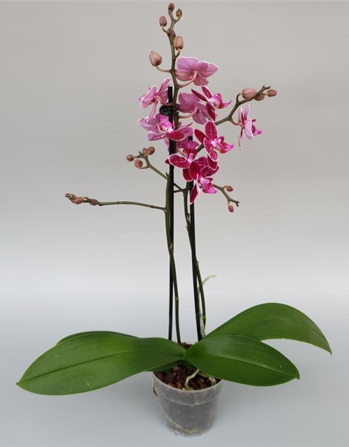 Phalaenopsis Asian Bubbles