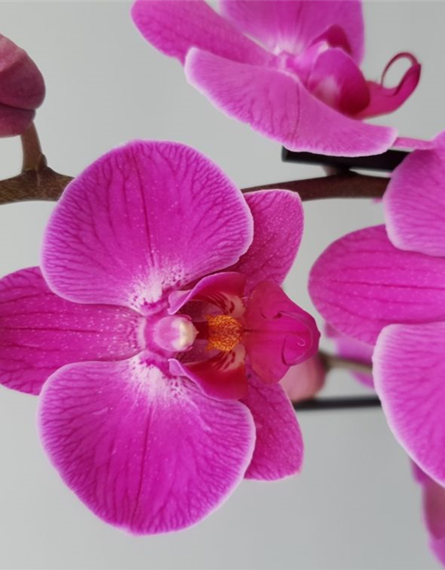 Phalaenopsis Atlantis