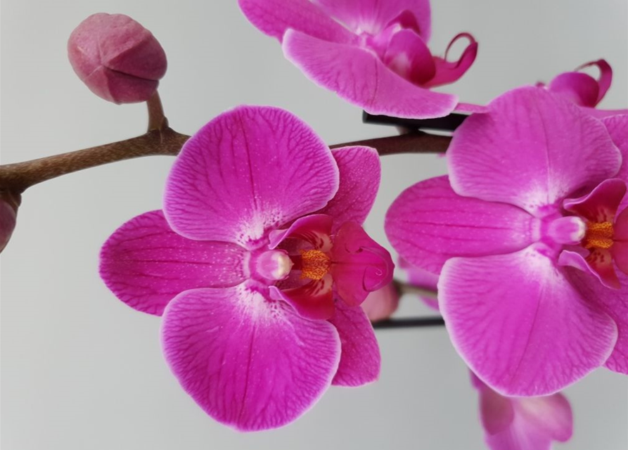 Phalaenopsis Atlantis