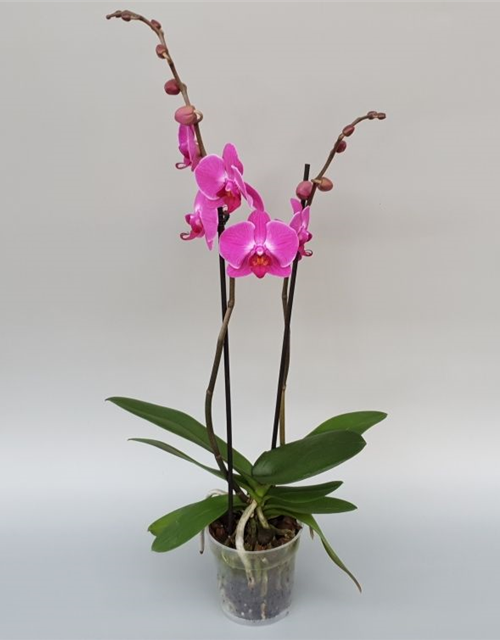 Phalaenopsis Atlantis