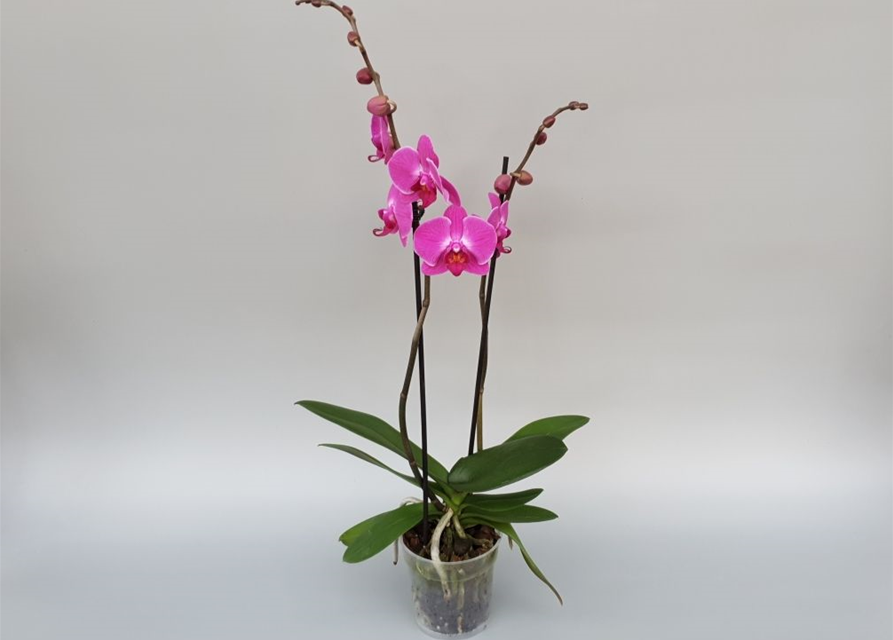 Phalaenopsis Atlantis