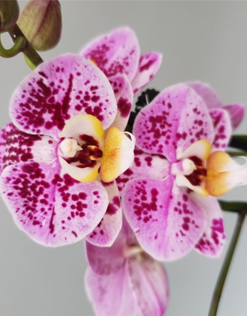 Phalaenopsis Happy