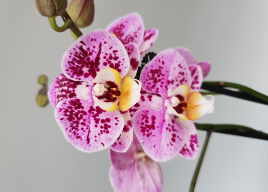 Phalaenopsis Happy