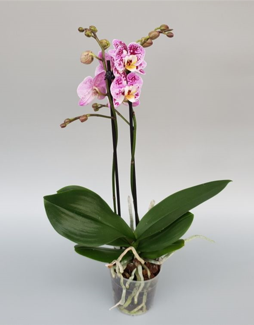 Phalaenopsis Happy