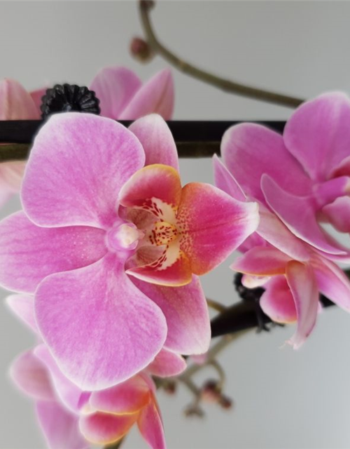 Phalaenopsis Lucerne