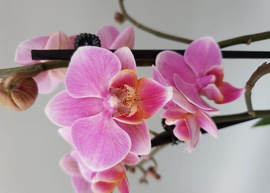 Phalaenopsis Lucerne