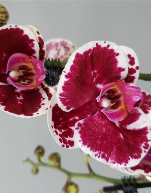 Phalaenopsis Purple Rain