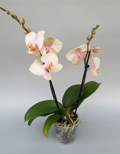 Phalaenopsis Tequila Sunrise