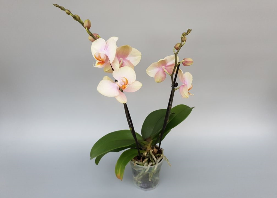 Phalaenopsis Tequila Sunrise