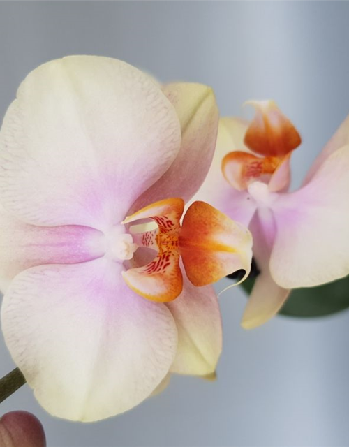 Phalaenopsis Tequila Sunrise