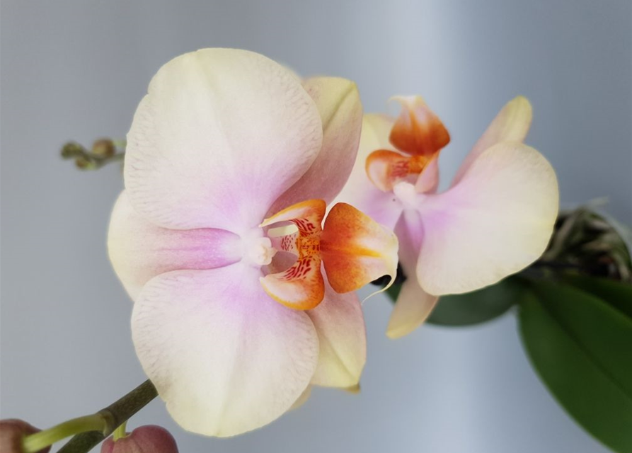 Phalaenopsis Tequila Sunrise