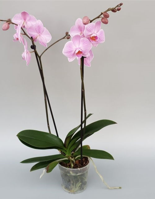 Phalaenopsis Vivian Rosa