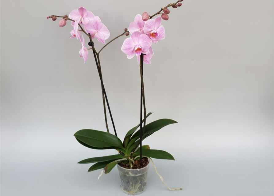 Phalaenopsis Vivian Rosa