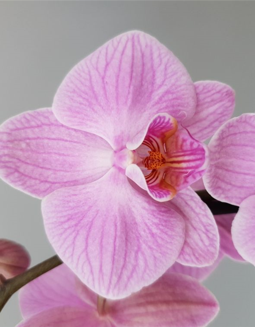 Phalaenopsis Vivian Rosa