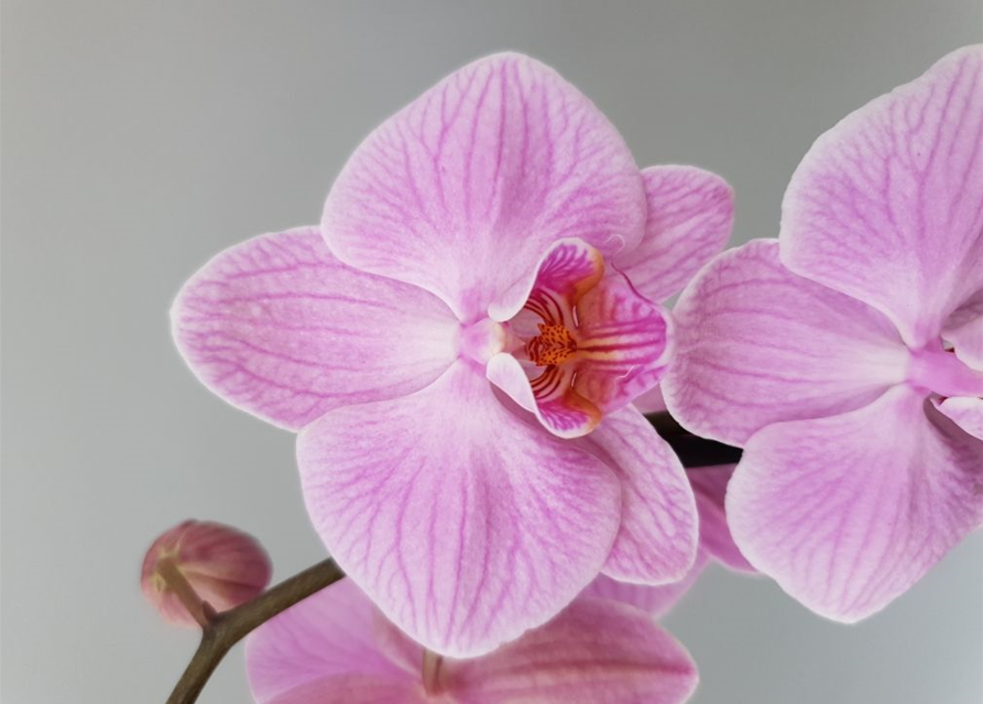 Phalaenopsis Vivian Rosa