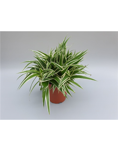 Chlorophytum comosum Ocean T15