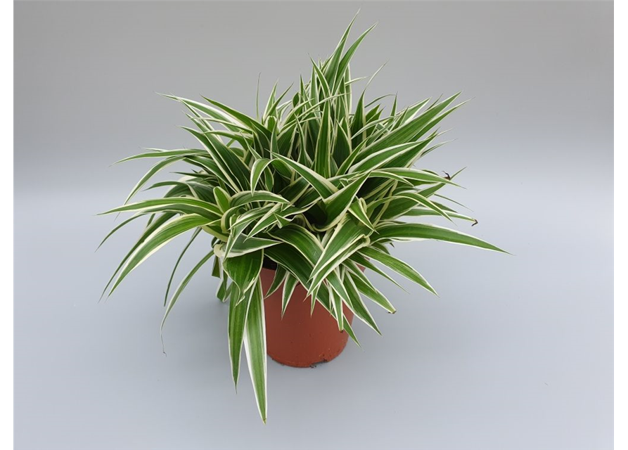 Chlorophytum comosum Ocean T15