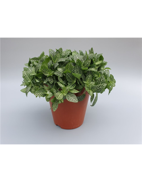 Fittonia verschaffeltii T15