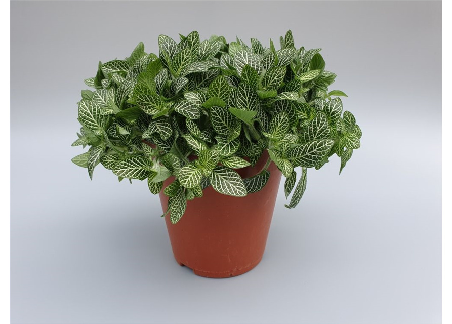 Fittonia verschaffeltii T15