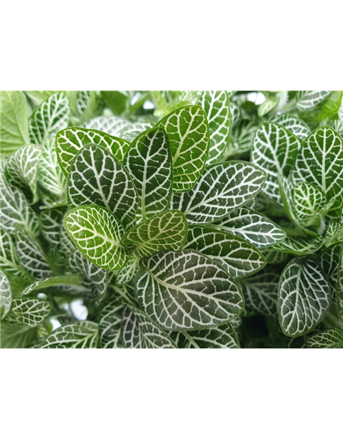 Fittonia verschaffeltii T15