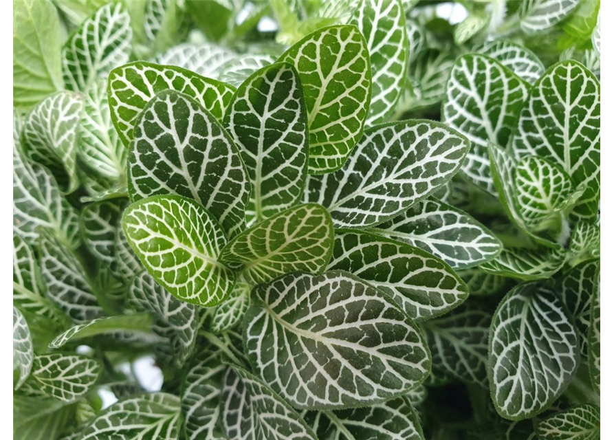 Fittonia verschaffeltii T15